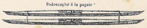 Podoscaphe, 1895